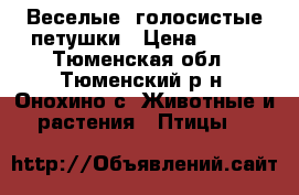 Веселые, голосистые петушки › Цена ­ 400 - Тюменская обл., Тюменский р-н, Онохино с. Животные и растения » Птицы   